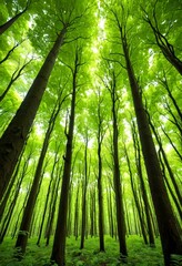 Aufkleber - A lush, verdant forest canopy stretches upwards, with sunlight filtering through the dense foliage and casting dappled shadows on the forest floor below