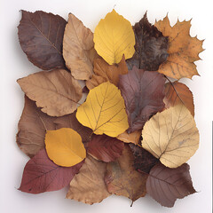 Autumn leaves arranged in a colorful display