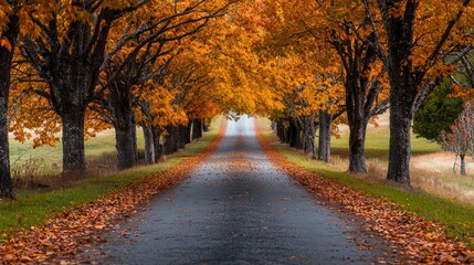 A serene country road lined with trees in vibrant autumn colors, covered in fallen leaves. This peaceful scene captures the idyllic essence of the season, inviting tranquility and beauty.