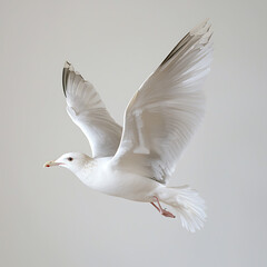 Wall Mural - Majestic white seagull soaring through the sky