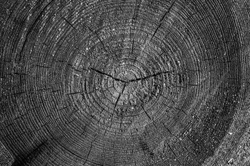 Black and white texture of sawn logs with growth rings. Natural background.