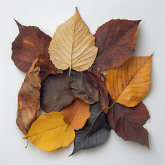 Assorted autumn leaves in vibrant colors and textures