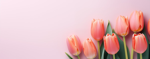 Tulip BACKGROUND WITH TEXT SPACE