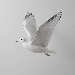 Wall Mural - Elegant seagull in mid-flight against a neutral background