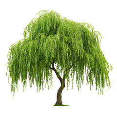A willow tree isolated on transparent background.