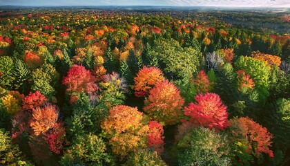 Discover a stunning aerial view of a vibrant autumn forest, bursting with fiery reds, oranges, and yellows under a clear sky