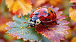 © SkyRoom Gallery - ladybug on leaf with water drops, macro view