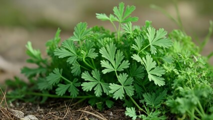 Sticker -  Vibrant green dill leaves fresh and ready for culinary delight