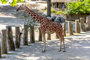 Beautiful tall giraffe walking on a sunny day