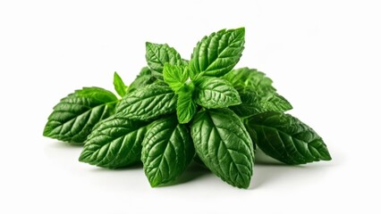 Poster -  Fresh and vibrant basil leaves perfect for culinary delights