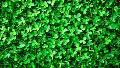 Lush green clovers adorned with shimmering water droplets, capturing intricate textures and details, symbolizing luck and prosperity in natures embrace