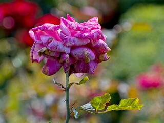 Wilted rose at the end of the season