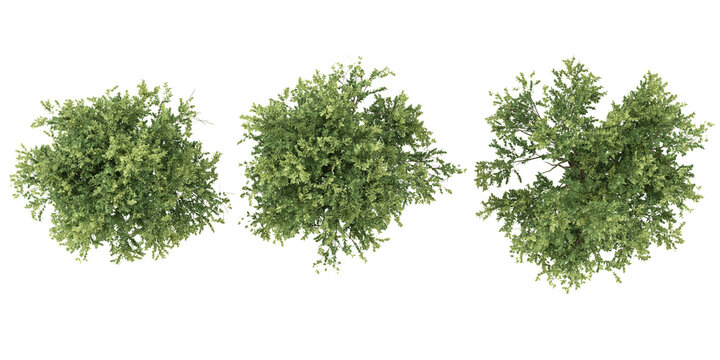 3d rendering of Elm trees on transparent background from top view