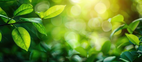 Poster - green leaf soft focus with closeup in nature view on blurred greenery background in the garden with 