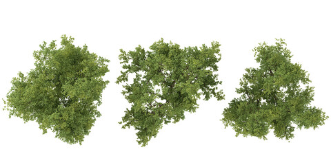 Poster - Tropical Ebony tree isolated used for architecture from the top view