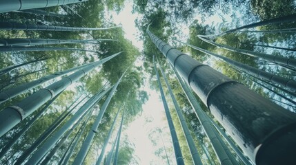 Poster - A tranquil scene looking up through tall bamboo trees towards the sky, capturing the serene beauty and towering stature of the forest canopy.