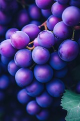 Wall Mural - A vivid close-up of ripe purple grapes on vines, highlighting their rich colors and natural beauty on this image.