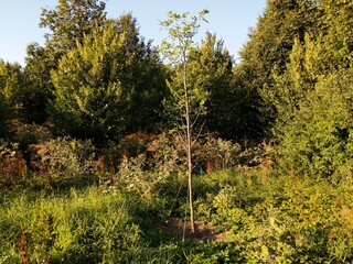 trees in the forest