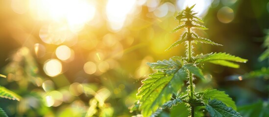 Wall Mural - Juicy Nettle In Sunlight With Blurry Background