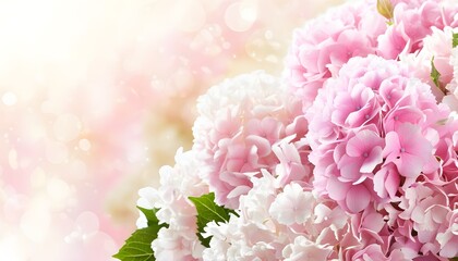 Canvas Print - Vibrant bouquet of blooming pink hortensia flowers in spring and summer against a pristine white backdrop