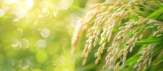 Ears Of Rice With Green Blurred Background