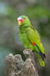 © Ronaldo - A close-up photo of a White-Fronted Amazon bird.