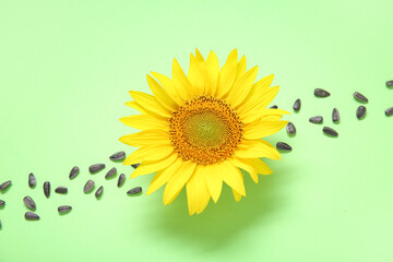 Wall Mural - Beautiful sunflower and seeds on green background