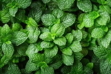 Fresh Green Mint Leaves - Macro Shot of Herbaceous Texture and Vibrant Foliage