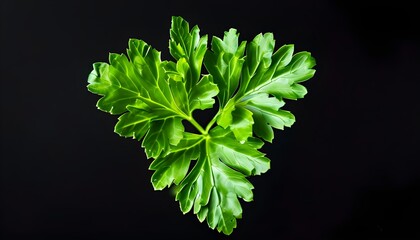 Wall Mural - Vibrant green parsley leaf elegantly showcased against a striking black background