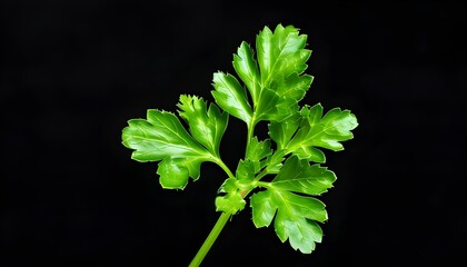 Wall Mural - Vibrant green parsley leaf elegantly showcased against a striking black background