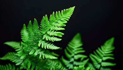 Wall Mural - Elegant green fern frond isolated on rich black background showcasing intricate details of natural beauty