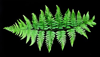 Wall Mural - Elegant green fern frond isolated on rich black background showcasing intricate details of natural beauty