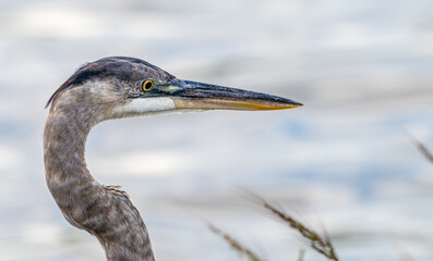 Portrait of a great blue heron in profile.