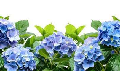 Wall Mural - PNG Hydrangea border flower nature plant.