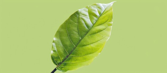 Poster - Isolated Young Teak Leaf With Clipping Path On Green Background