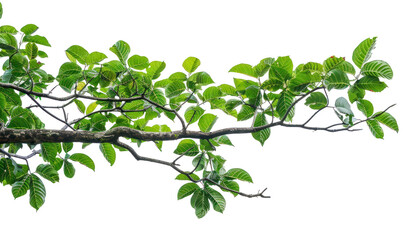 png green leaves on tree branch