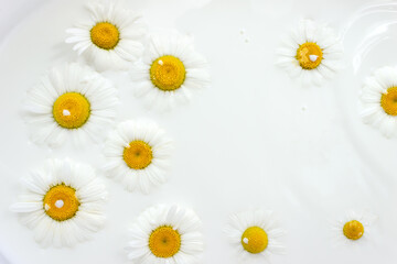 Floating flowers of daisies in milkbath. Chamomile background. Selective focus, copy space