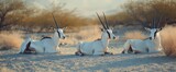 Herd of white antelope resting in the desert