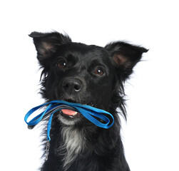 Wall Mural - Cute black dog holding leash in mouth on white background. Time for walk