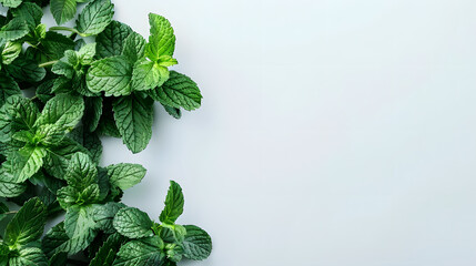 Peppermint Medicinal Plant on White Background