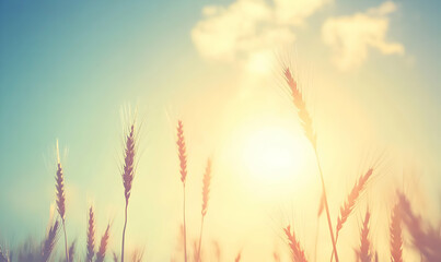 Wheat field at sunset, sun shining through wheat stalks.