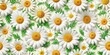 © Sandra - Delicate white daisies with yellow centers on stems with green leaves repeating seamlessly on a soft white background, creating a charming and uplifting floral design.