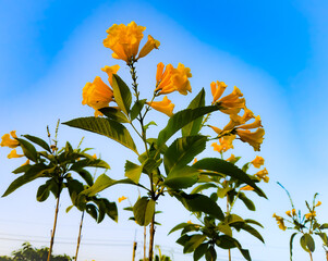 Wall Mural - Yellow flower, Cyananthus flavus flower at natural background.