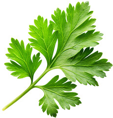 parsley leaf isolated on white background