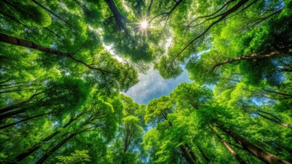 Wall Mural - Wide-angle view of lush green forest canopy , nature, trees, foliage, greenery, woodland, scenery, outdoors