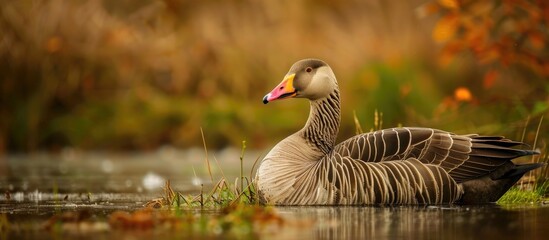 Sticker - Greylag Goose Anser Anser Adult In Breeding Condition Resting