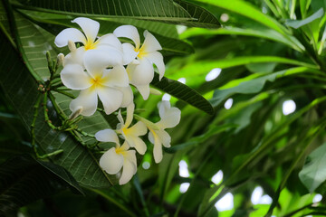 Wall Mural - White frangipani flowers on plumeria tree with green leaves background