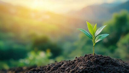 Young plant seedling emerging from soil with sunlight in the background.