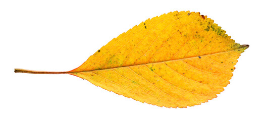 Wall Mural - a yellow fallen leaf cut from the background. one autumn leaf. white background.