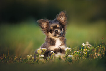 Poster - long haired chihuahua puppy sitting outdoors in summer